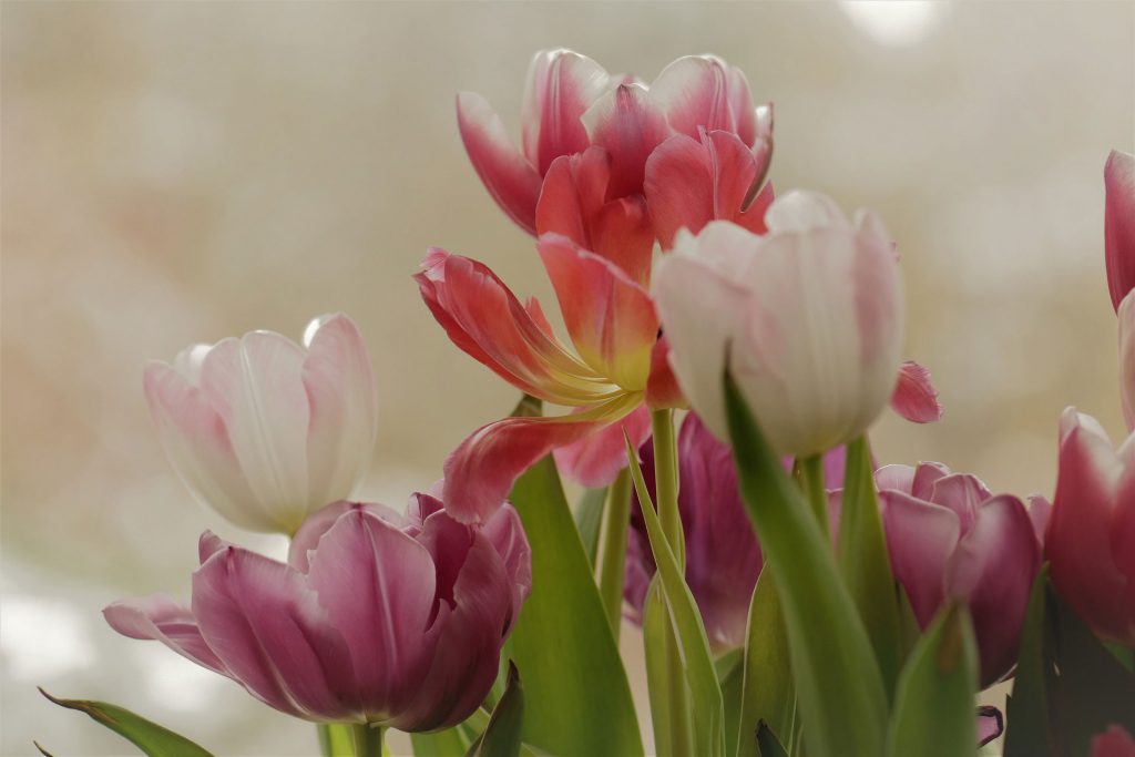 interesting Facts about tulips